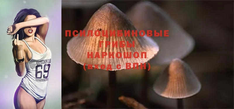 где найти   Благодарный  Псилоцибиновые грибы Psilocybine cubensis 